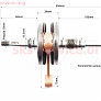 Колінвал Honda DIO AF27 / 28 синя коробка
